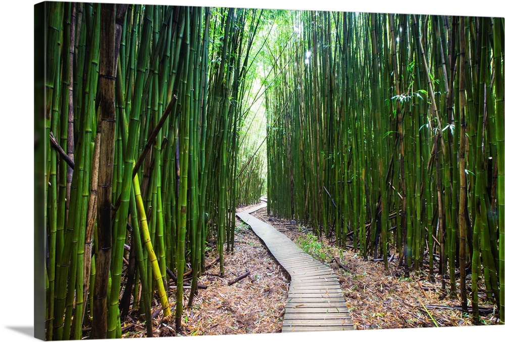 Boardwalk passing through bamboo trees, Pipiwai Trail, Hakeakala National Park, Kipahulu, Hana Road, Maui, Hawaii, USA