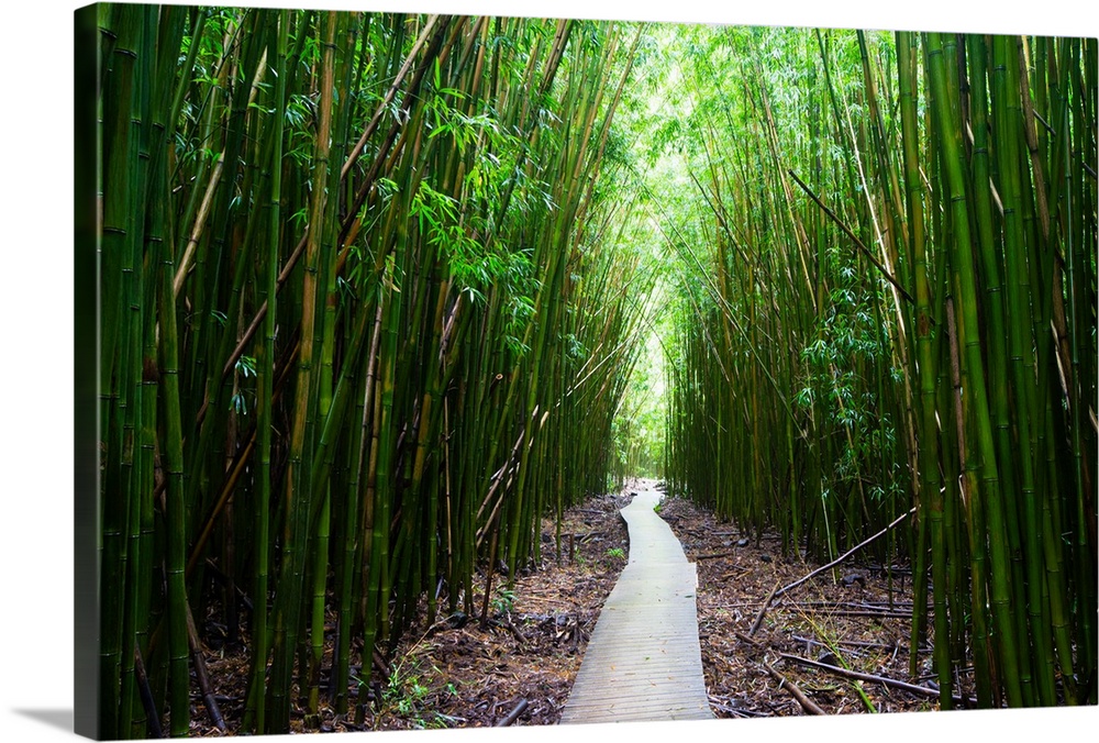 Boardwalk passing through bamboo trees, Pipiwai Trail, Hakeakala National Park, Kipahulu, Hana Road, Maui, Hawaii, USA