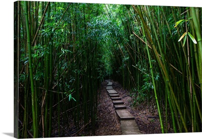Boardwalk passing through bamboo trees, Hakeakala National Park, Maui, Hawaii