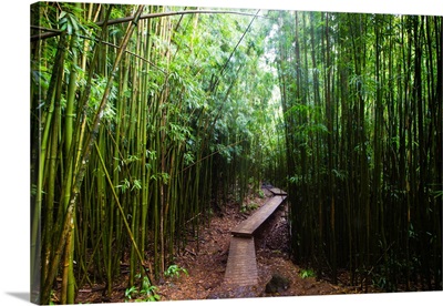 Boardwalk passing through bamboo trees,Hakeakala National Park, Maui, Hawaii