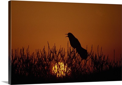 Boat-tailed grackle (Cassidix mexicanus) silhouetted by sunset, Assateague Island, Maryland