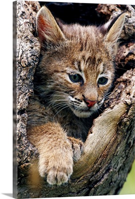 Bobcat kitten inside hollow tree, portrait, Minnesota