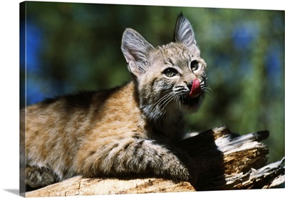 Bobcat Kitten Licking Nose