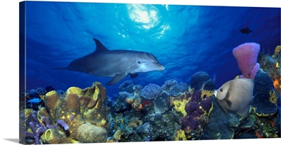 Bottle Nosed dolphin (Tursiops truncatus) and Gray angelfish (Pomacanthus arcuatus) on coral reef in the sea
