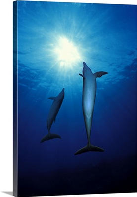 Bottle Nosed dolphins (Tursiops truncatus) in the sea