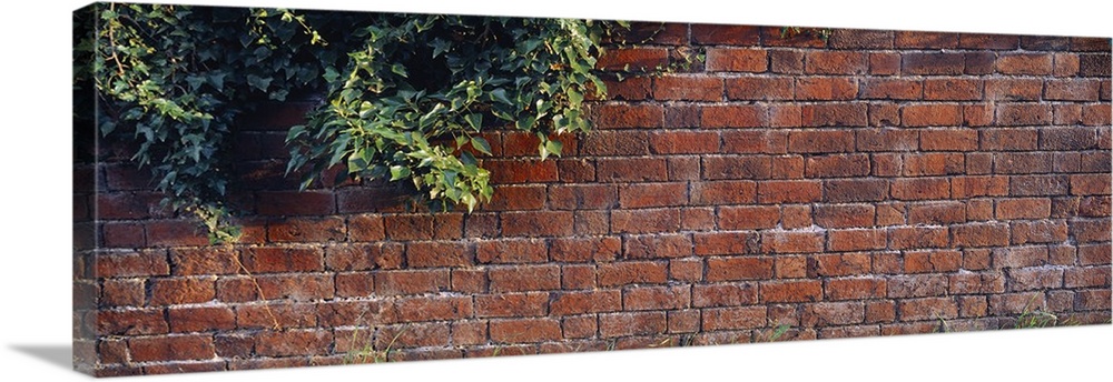 Brick Wall with Ivy UK