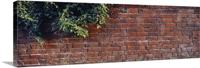 Brick Wall with Ivy UK