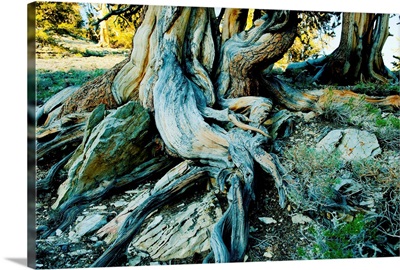 Bristlecone pine grove at Ancient Bristlecone Pine Forest, California