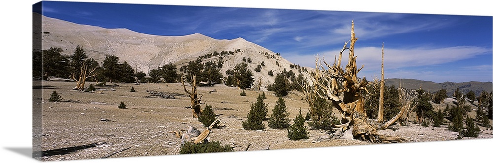 Bristlecone pine (Pinus aristata) trees on arid landscape, White Mountains, Mono County, California,