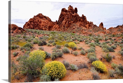 Brittlebush and sandstone formations in a desert, Valley of Fire State Park, Nevada