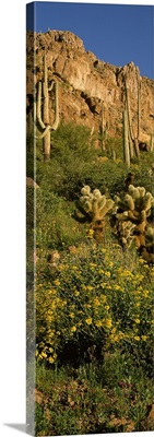 Brittlebushes with mountain in the background, Sonoran Desert, Arizona