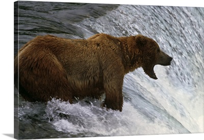 Brown bear at top of waterfall, mouth open to catch fish, Katmai National Park, Alaska