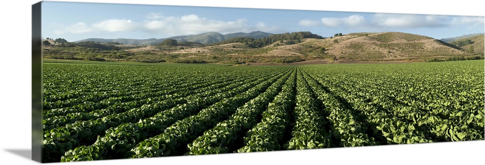 Brussels sprout crop in a field, Half Moon Bay, San Mateo County, California