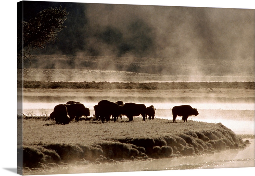 Oversized landscape photograph of a group of buffalo, grazing near the waters edge on a foggy morning, in Yellowstone Nati...