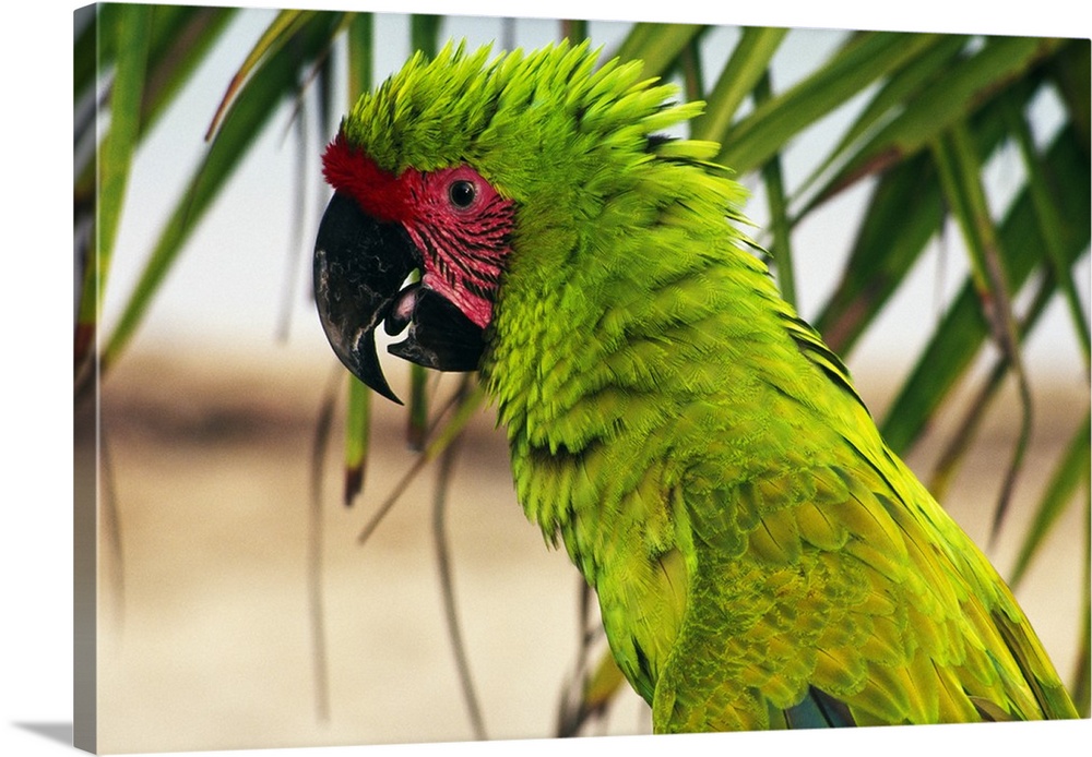 Buffons macaw, portrait profile, Roatan, Honduras.