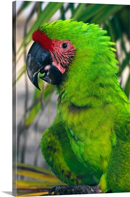 Buffons macaw, portrait profile, Roatan, Honduras.