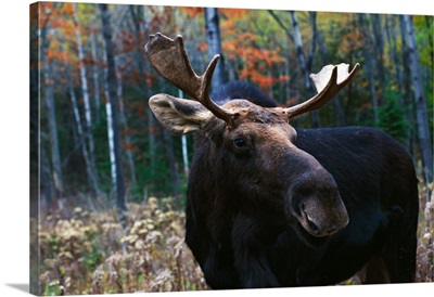 Bull moose (Alces alces) at edge of forest.