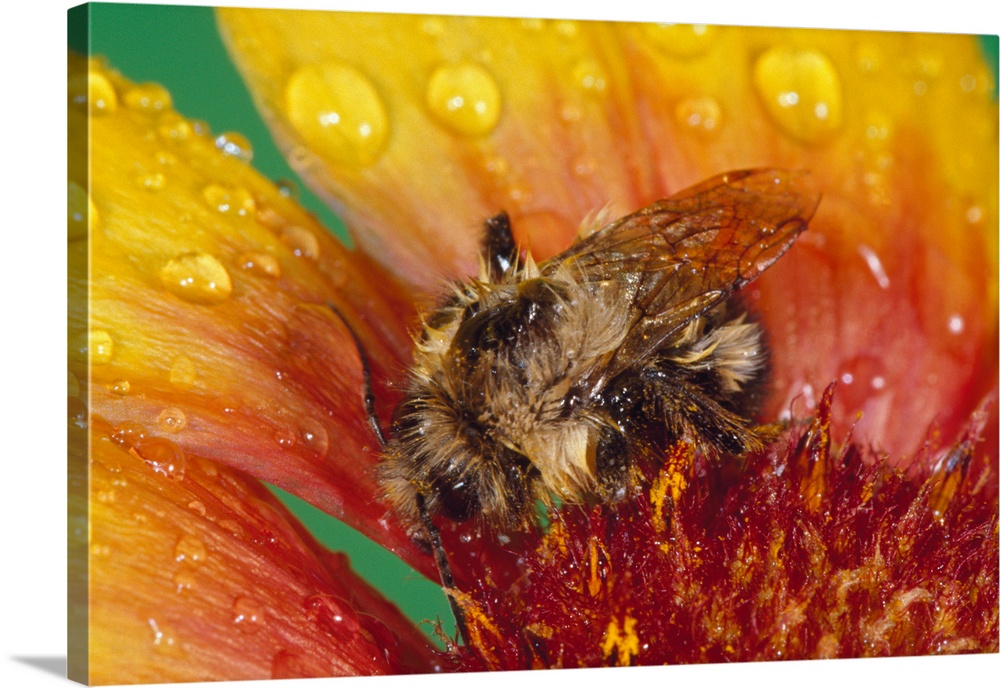 Bumble bee on flower blossom in rain, close up.
