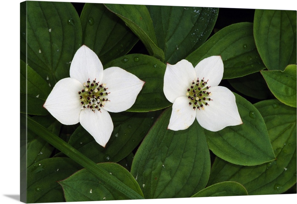 Giant, close up landscape photograph of two bunchberry flowers in bloom and surrounded by small green leaves with water dr...