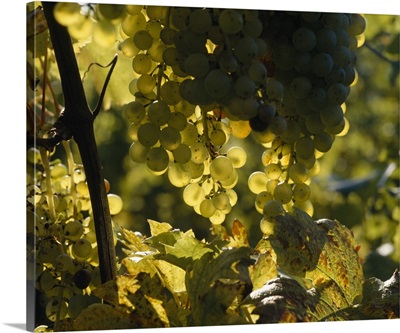Bunches of grapes hanging on vines