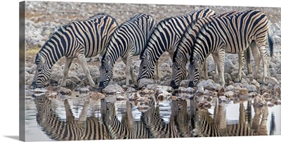 Burchell's Zebras drinking water, Etosha National Park, Namibia