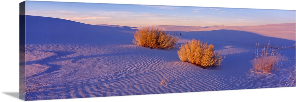 Bushes at White Sands National Monument, New Mexico, USA