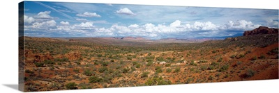 Bushes in a desert, Arches National Park, Utah