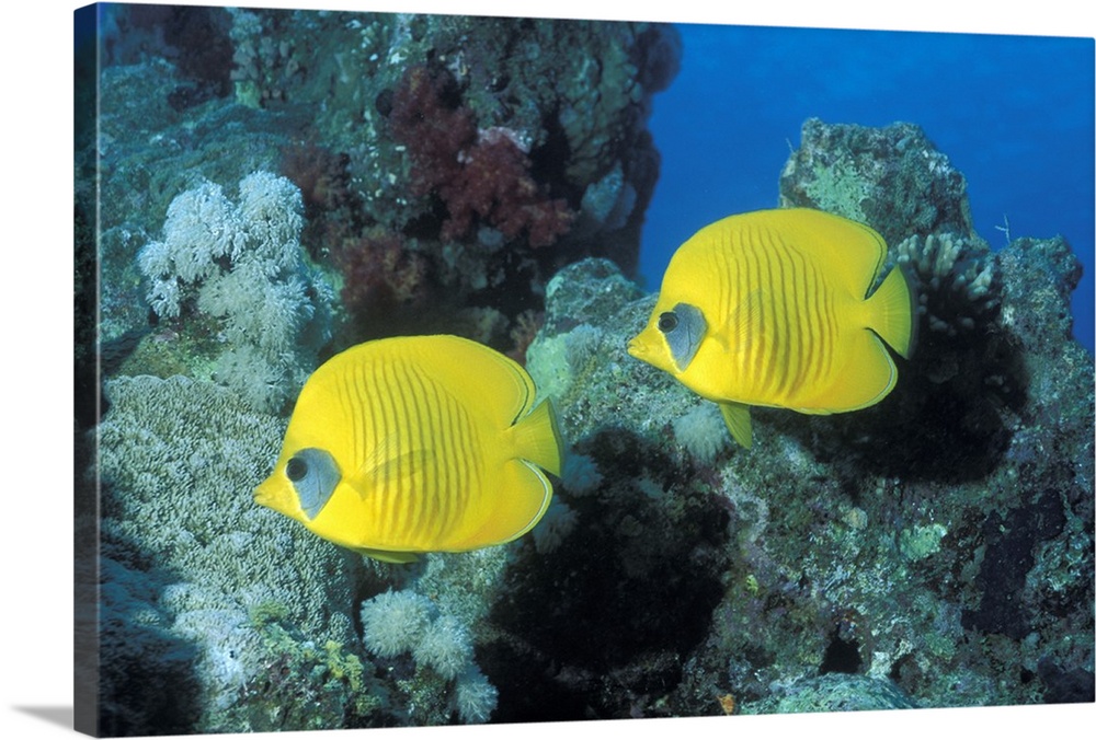 This large picture was taken under water of two yellow fish swimming in front of coral.
