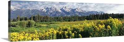 Butterfly Groundsel with mountain range in the background, Grand Teton National Park