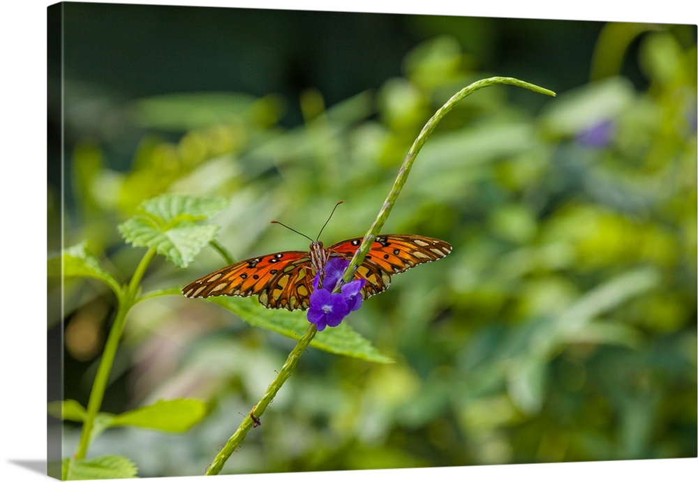 Butterfly perching on leaf, Florida, USA