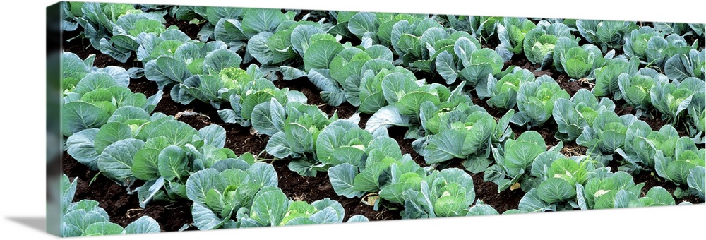 Cabbage Yamhill Co OR