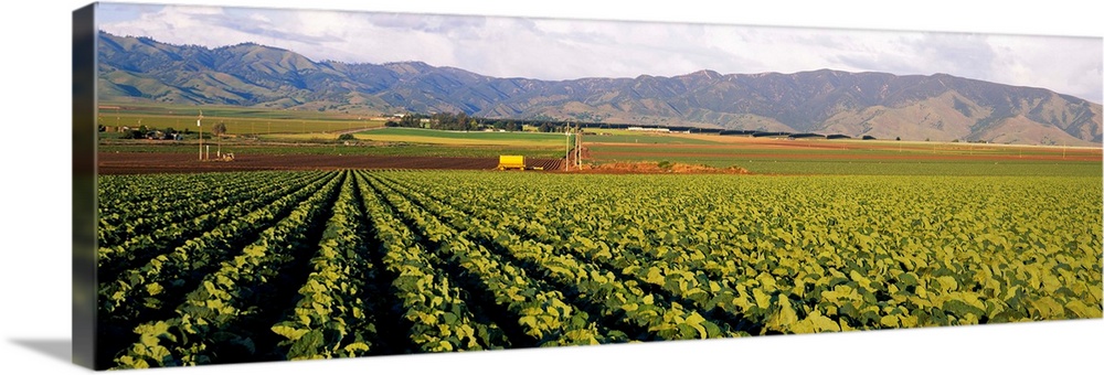 Cabbages in a field, Central Valley, California