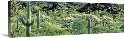 Cacti Organ Pipe National Park AZ