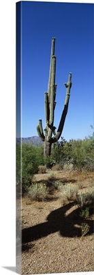 Cactus AZ