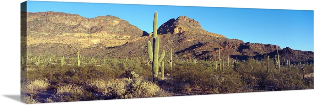 Cactus in a desert, Organ Pipe Cactus National Park, Arizona, USA