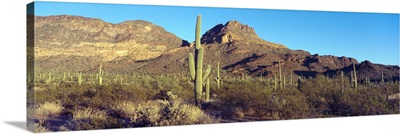 Cactus in a desert, Organ Pipe Cactus National Park, Arizona