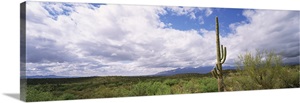 Cactus in a desert, Saguaro National Monument, Tucson, Arizona image thumbnail