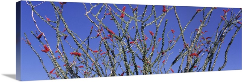 Cactus, Ocotillo Wall Art, Canvas Prints, Framed Prints, Wall Peels