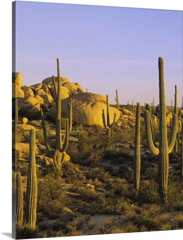 Photograph of desert covered in cacti and large rocks under a clear sky.