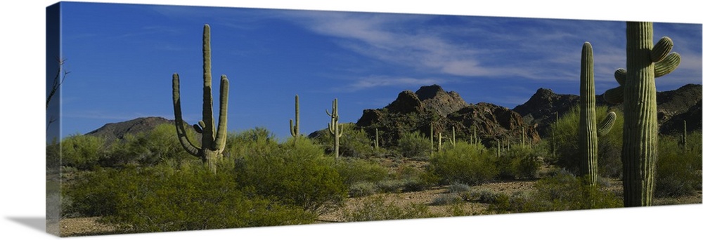 Cactus plant on a landscape, Sonoran Desert, Organ Pipe Cactus National Monument, Arizona
