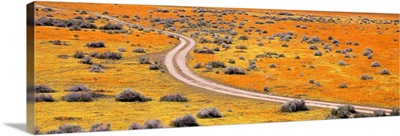 California, Antelope Valley, Goldfields, Road through poppy blossoms