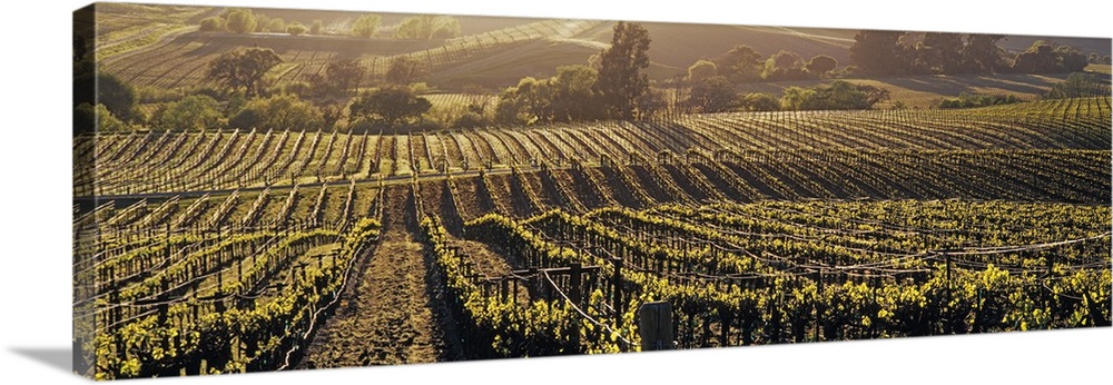 Panoramic photo on canvas of a vineyard on rolling hills with warm sunlight draping over the landscape.