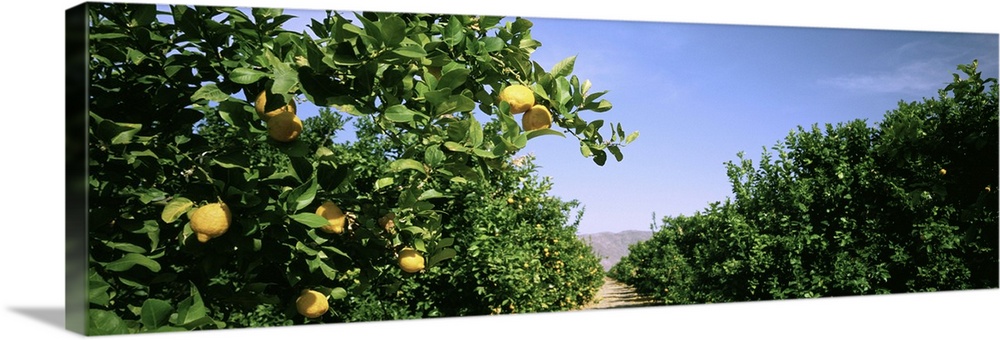 California, Crop of lemon orchard