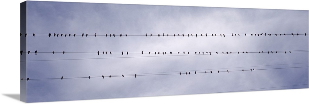 Panoramic photograph of birds on wires with a cloudy background.