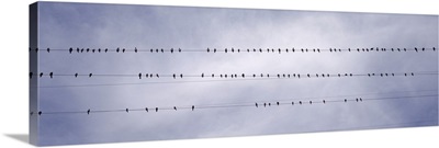 California, Flock of birds sitting on power line