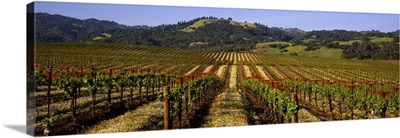 California, Geyserville, vineyard
