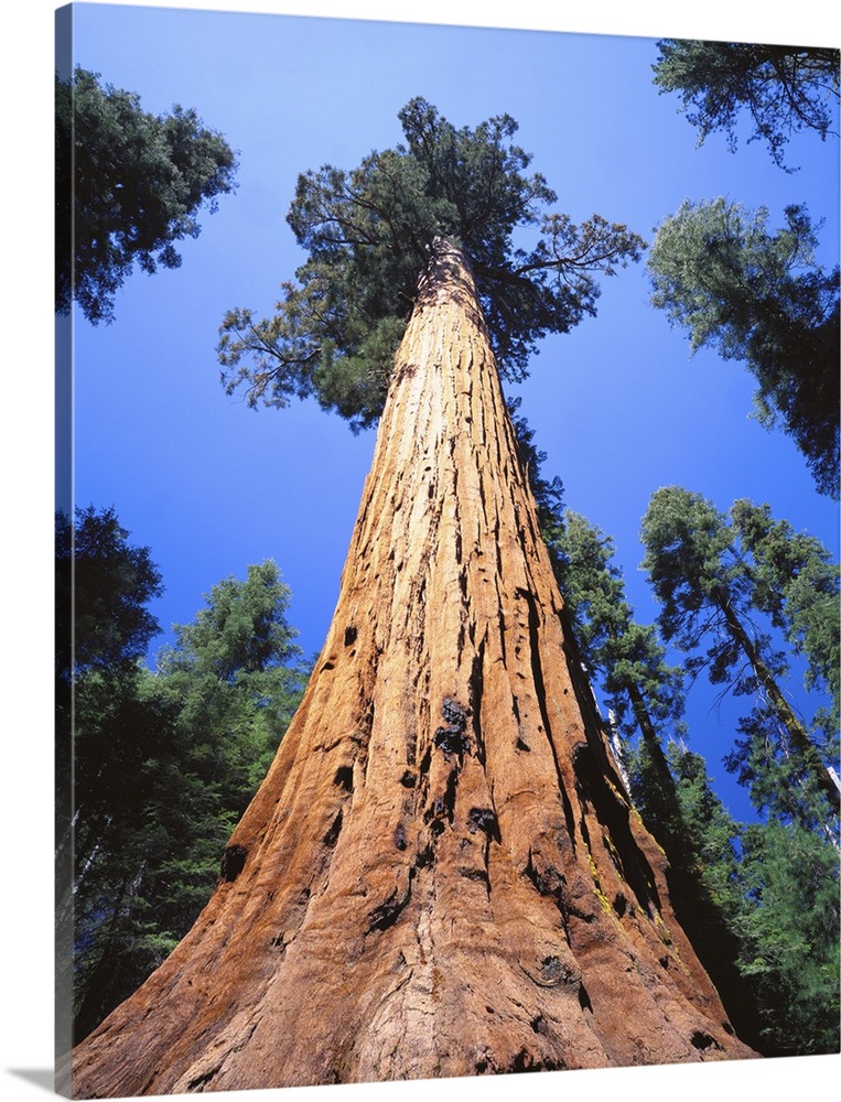 California, Giant sequoia