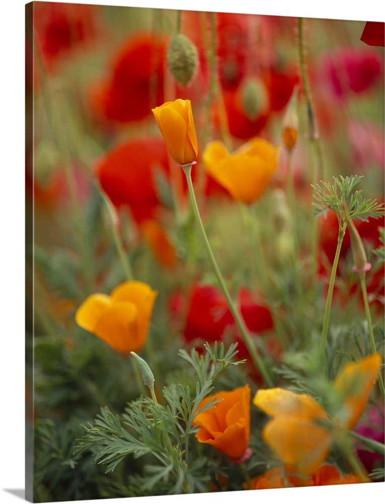 Photograph of a variety of Poppies in blooming in a meadow on Fidalgo Island in Washington.