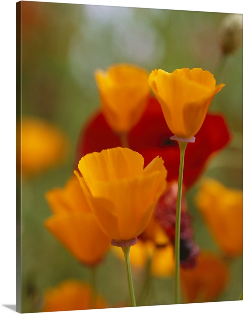 Photograph of in focus flower blooms with blurred flower meadow in background.