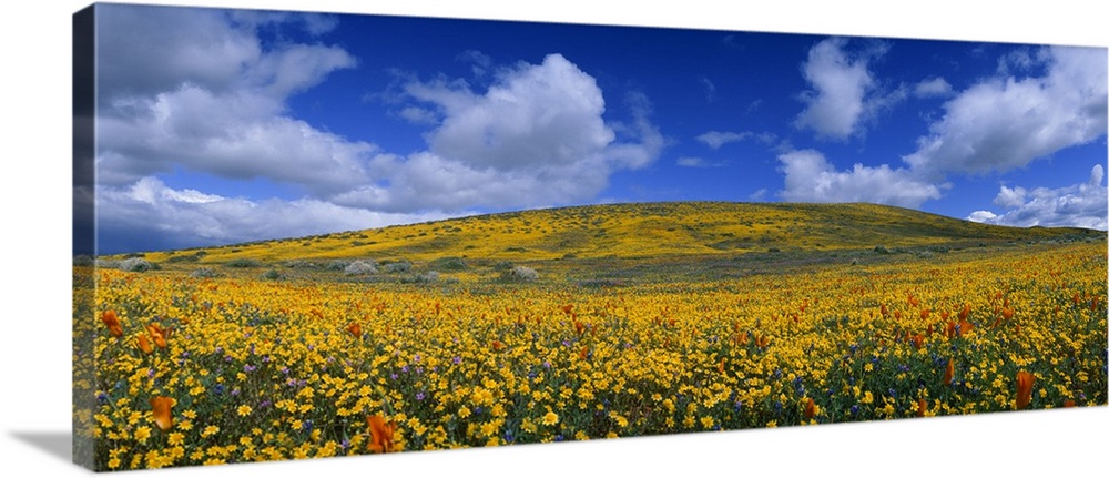 California Golden poppies Eschscholzia californica blooming Antelope Valley California Poppy Reserve Antelope Valley Calif...